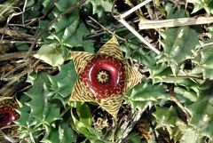 Ceropegia zebrina image