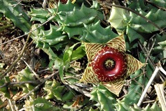 Ceropegia zebrina image