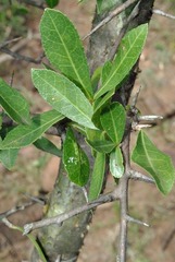 Commiphora pyracanthoides