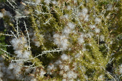 Tetradymia spinosa