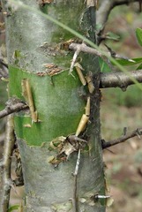 Commiphora pyracanthoides
