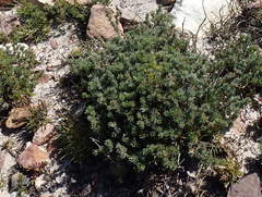 Cliffortia weimarckii