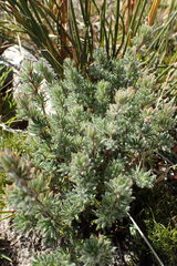 Cliffortia weimarckii