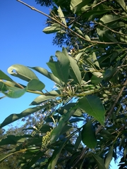 Citharexylum myrianthum