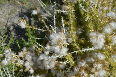 Tetradymia spinosa