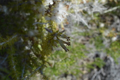 Tetradymia spinosa