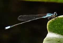 Acanthagrion
