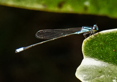 Acanthagrion
