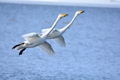 Whooper Swan photo 4