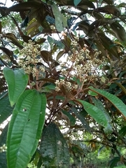 Miconia cinerascens