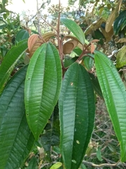 Miconia cinerascens