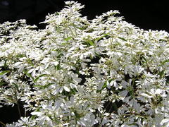 Euphorbia leucocephala