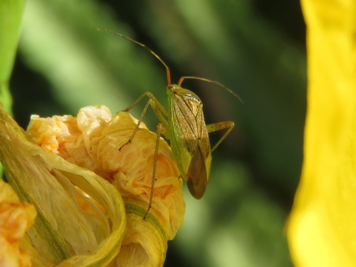 trivial plant bug, Voorburg, Nederland, photo 3 of 10
