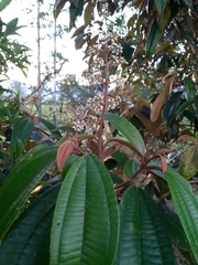 Miconia cinerascens