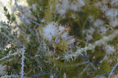 Tetradymia spinosa