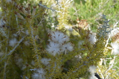 Tetradymia spinosa