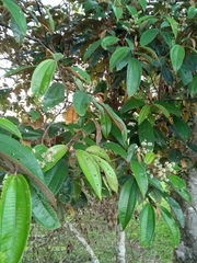 Miconia cinerascens
