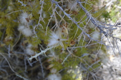 Tetradymia spinosa