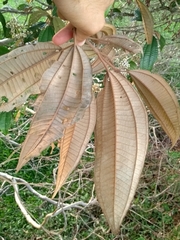 Miconia cinerascens