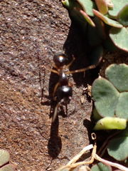 Camponotus bertolonii