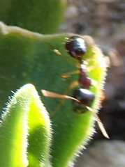 Camponotus bertolonii