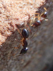 Camponotus bertolonii