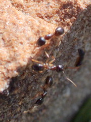 Camponotus bertolonii