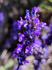 Nepeta teydea image