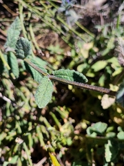 Nepeta teydea image