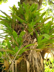 Vriesea vagans