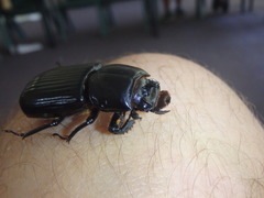 Aulacocyclus teres