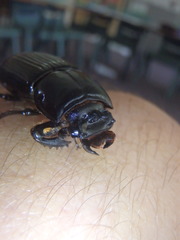 Aulacocyclus teres