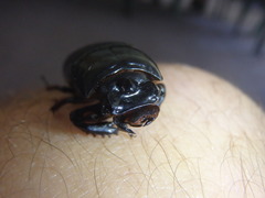 Aulacocyclus teres