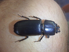 Aulacocyclus teres