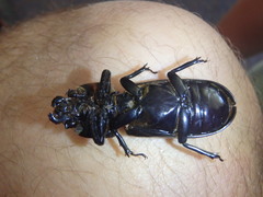 Aulacocyclus teres