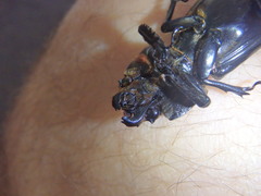 Aulacocyclus teres