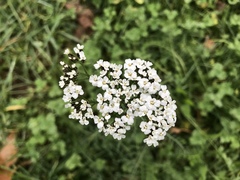 Achillea millefolium