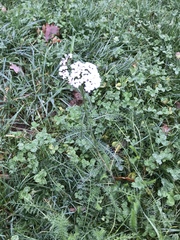 Achillea millefolium