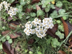 Achillea millefolium