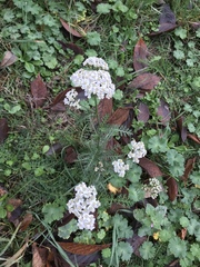Achillea millefolium