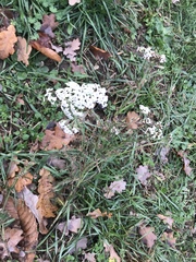 Achillea millefolium