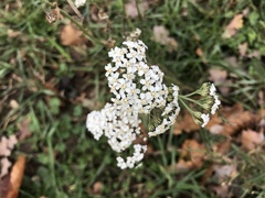Achillea millefolium