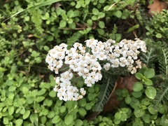Achillea millefolium
