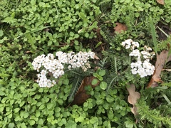 Achillea millefolium
