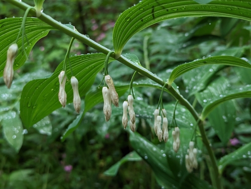 Polygonatum × hybridum (Polygonatum × hybridum)