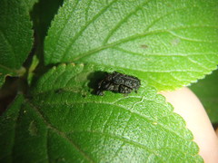 Octotoma scabripennis