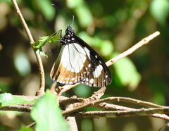 Amauris ochlea ochlea