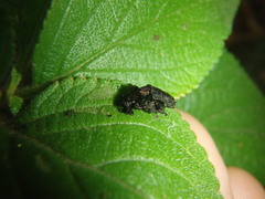 Octotoma scabripennis