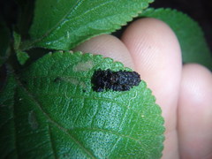 Octotoma scabripennis