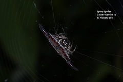 Gasteracantha diardi